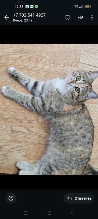 Очаровательная кошечка ищет Дом