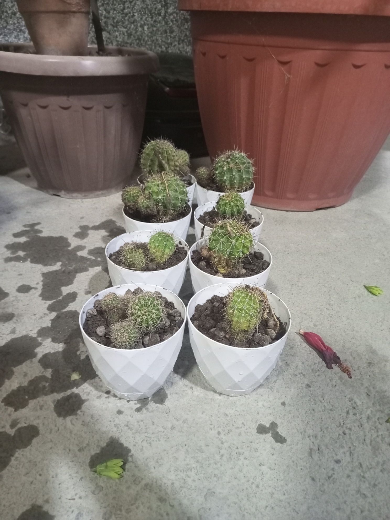 Echinopsis Kaktusi
