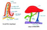 Admitere medicina, notițe biologie+chimie, UMFCD