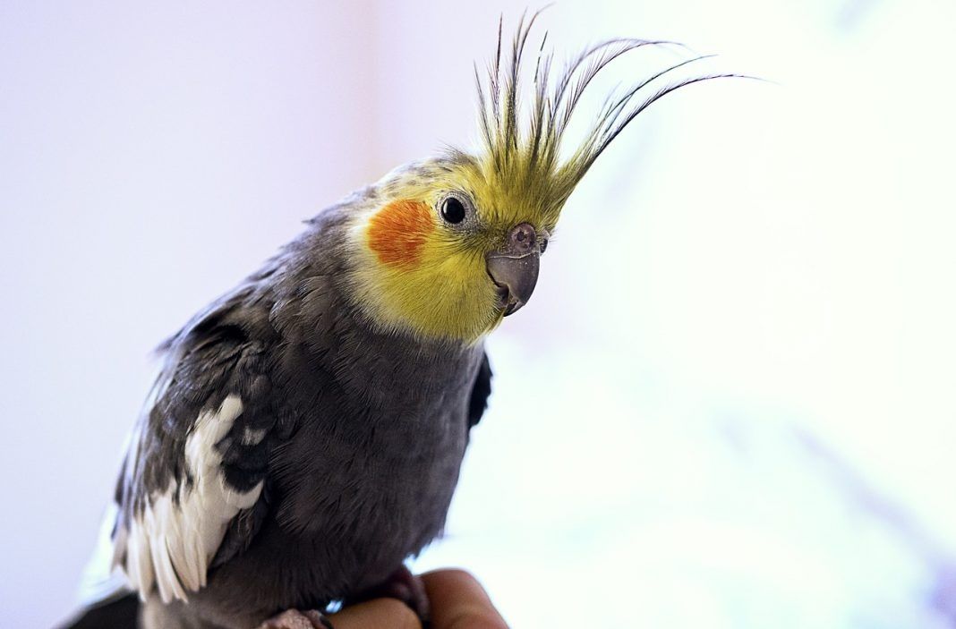 Pereche nimfe adorabile, Varsta un an si jumatate.