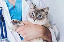 Ветеринарный врач на дом, Veterinarni uyga chaqirish xizmati!