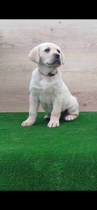 Donăm labrador auriu