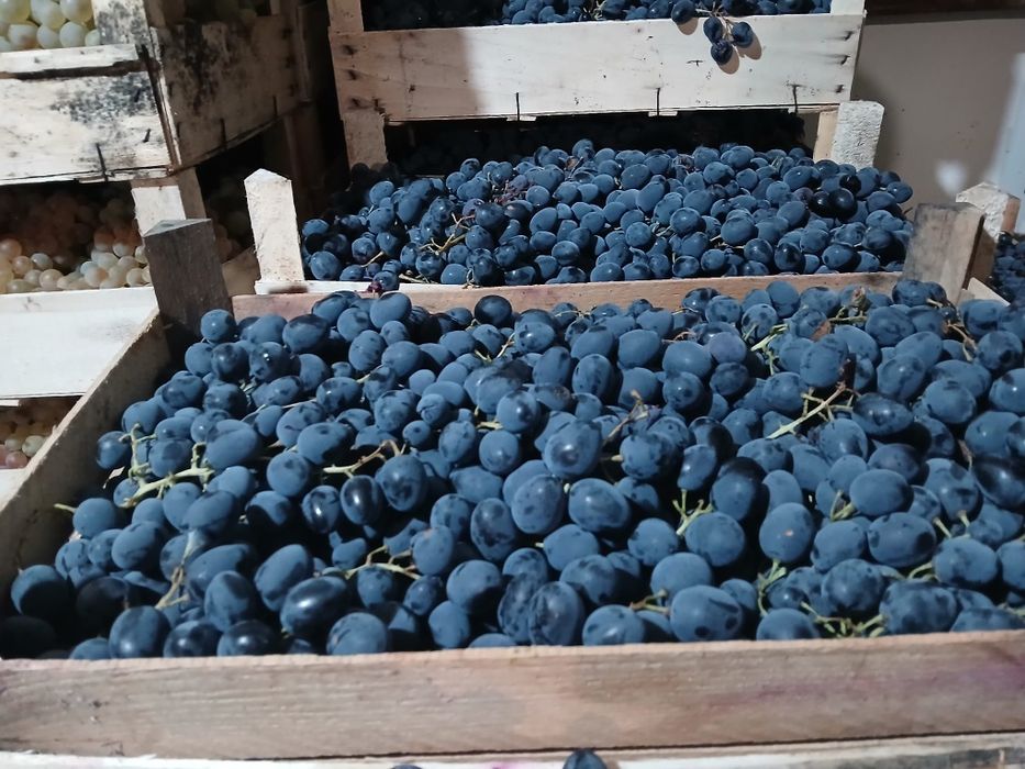 Struguri de Masa, Ceasla si Moldova, Panciu, Direct Producator