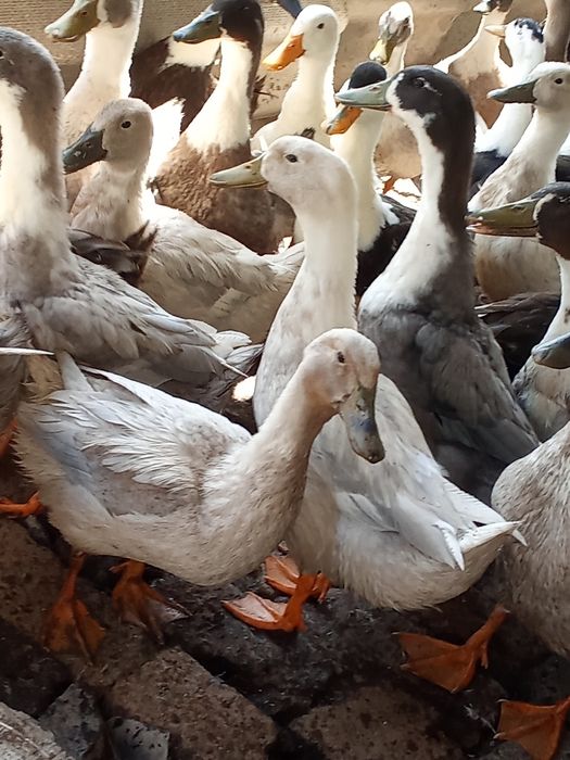 Pekin va Favorit turli oʻrdak sotiladi