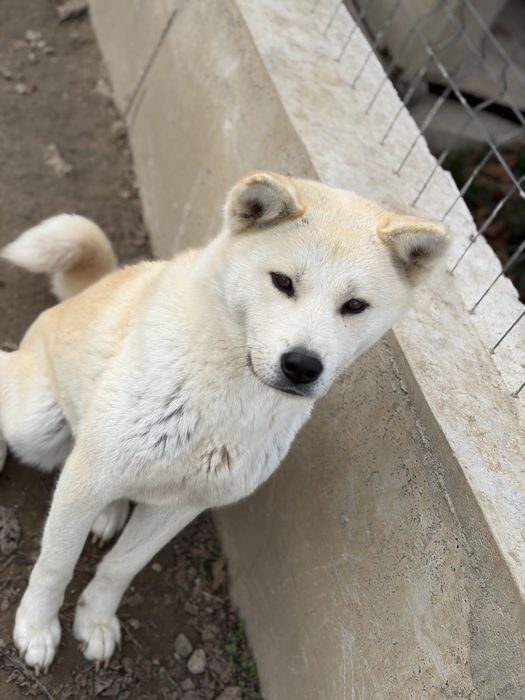 Akita Inu Japonez