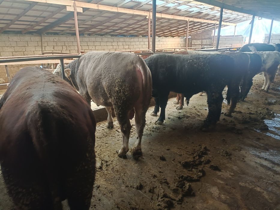 Етке арналған семіз бұқалар