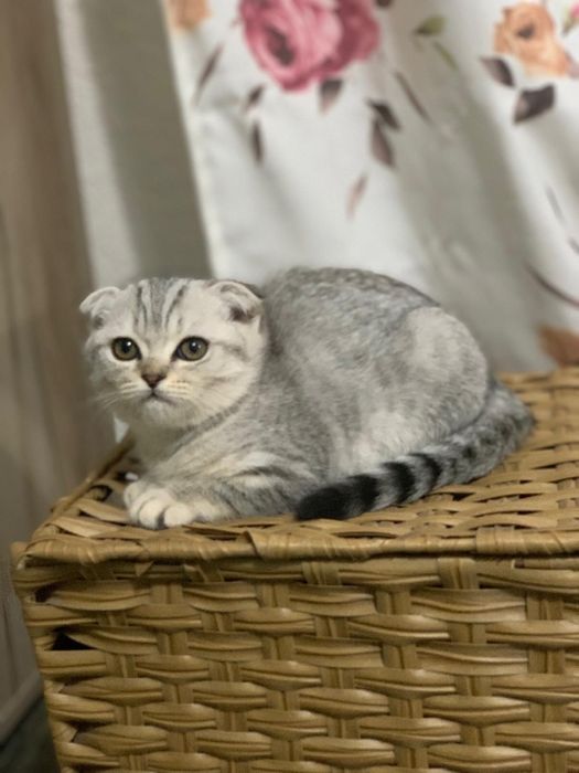 Pisicuta Scottish Fold cu pedigree