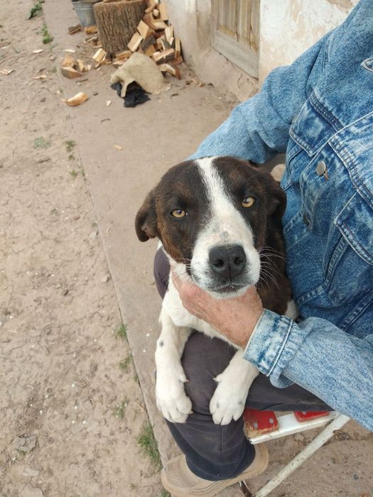 Пидбулл метис Стафор Продается