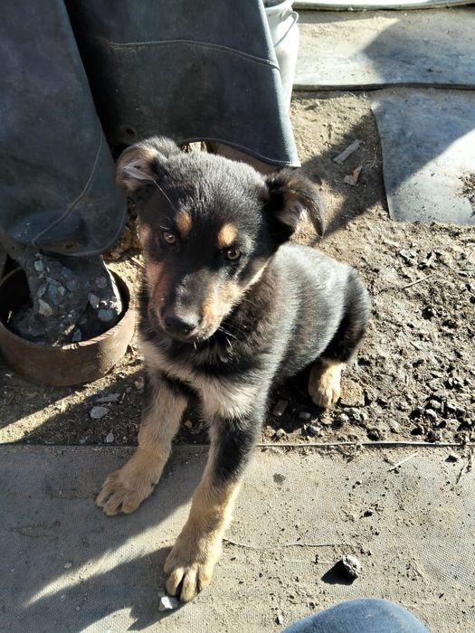 Отдам щенка мальчик