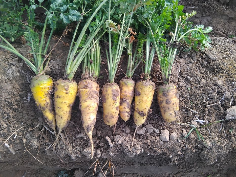 Sabzi sotiladi kelishilgan narxda