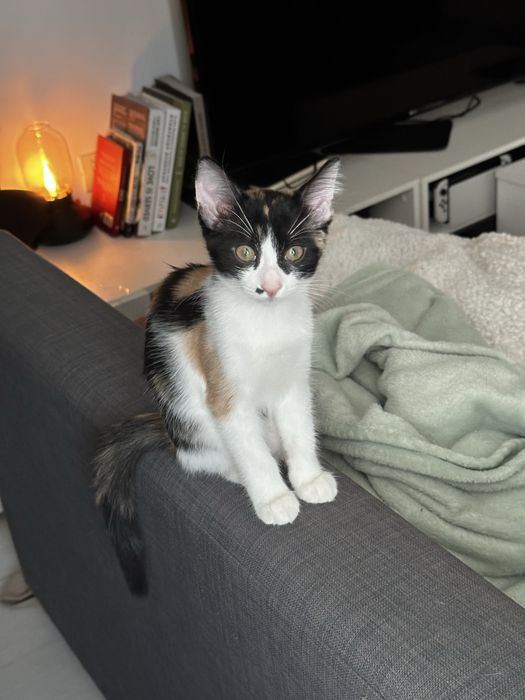 Pisici pentru adoptie