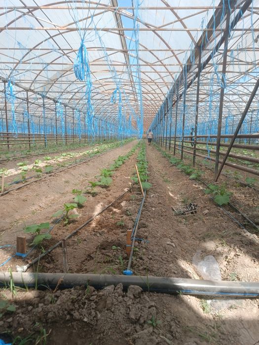 Issiqxona ijaraga beripadi kimga kerak bolsa kelishtirib beramiz