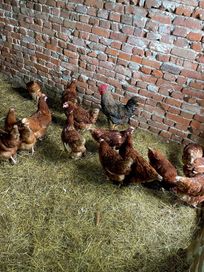 Кокошки носачки за яйца