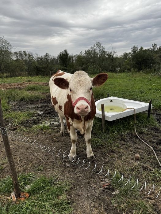 Vand vaca si 2 junici