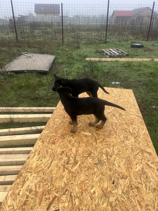 Pui Ciobanesc German