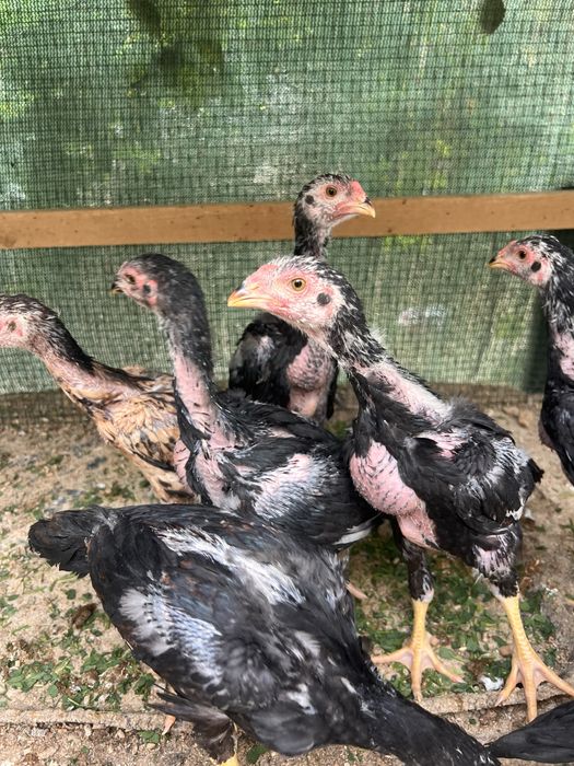 Жужалар сотиладии