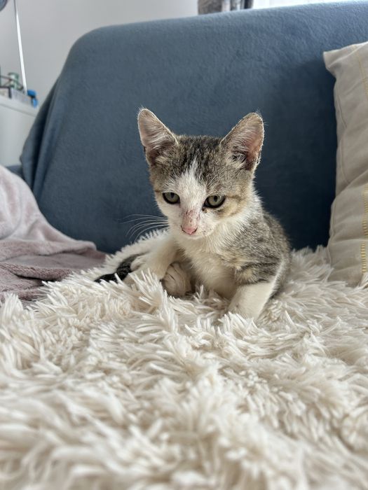 pisica spre adoptie