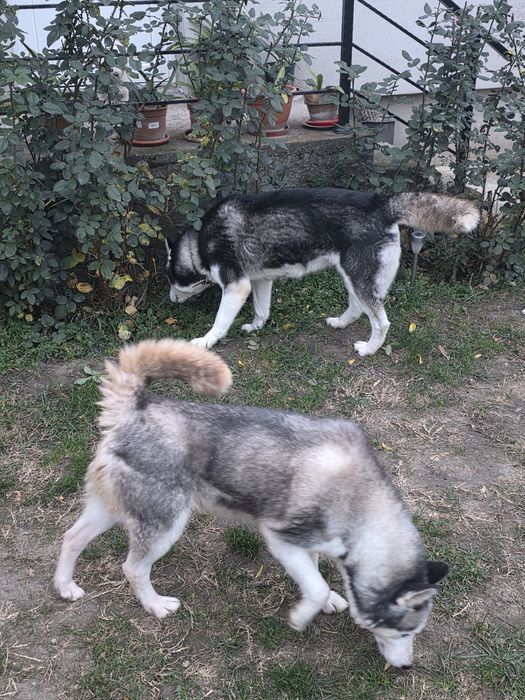 Donez câinii Husky siberian