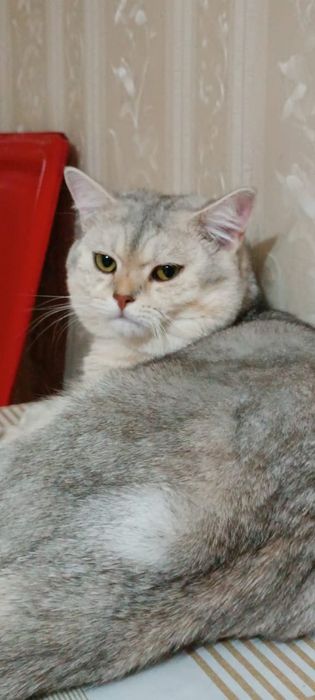 Шотландский прямоухий кот для вязки.  г Алматы