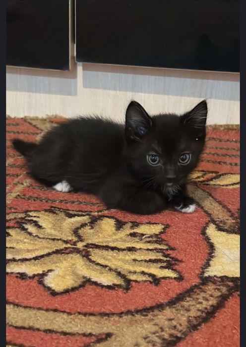 Отдам котенка в добрые руки