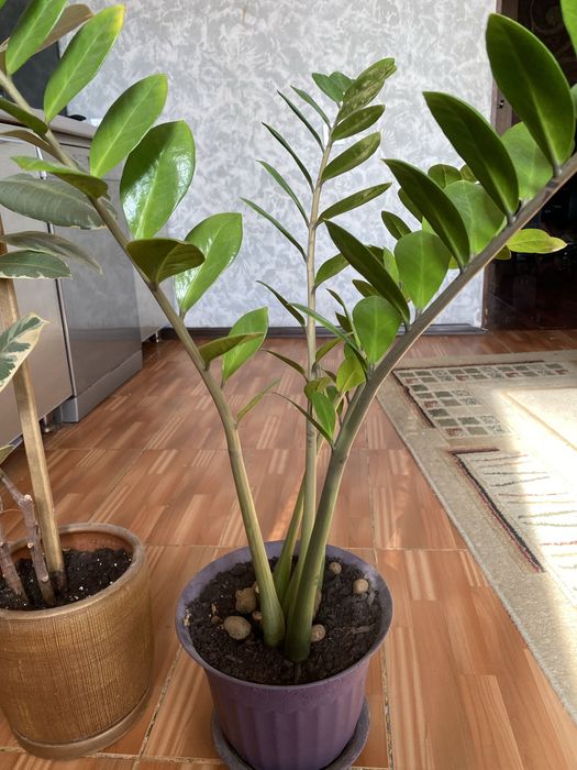 домашниие цветы