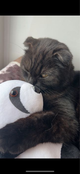 Отдам кота бесплатно