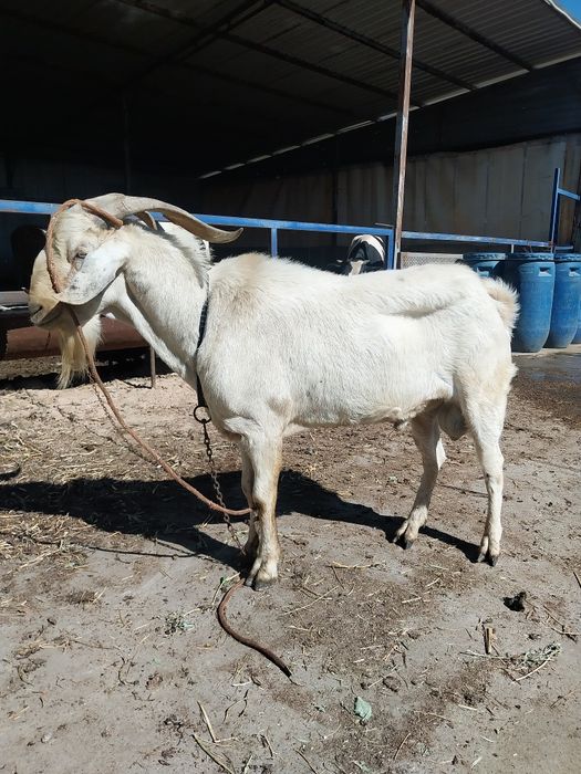 Vând țap Anglo Nubian