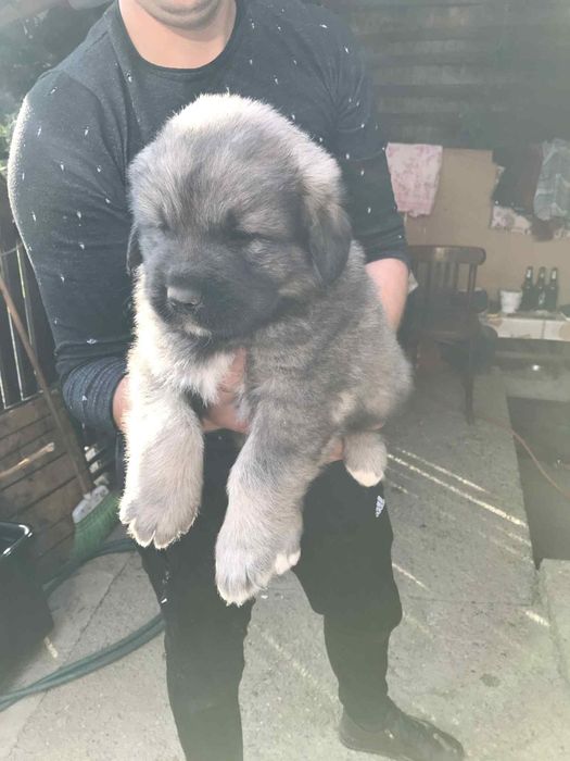 Femela de caucazian disponibila pedigree tip A