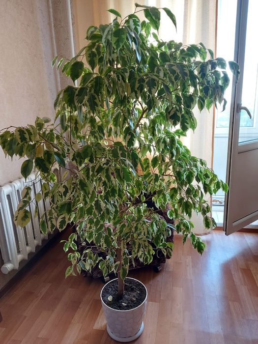 Продам комнатный цветок бенджамин  Голден кинг Высота 1.50