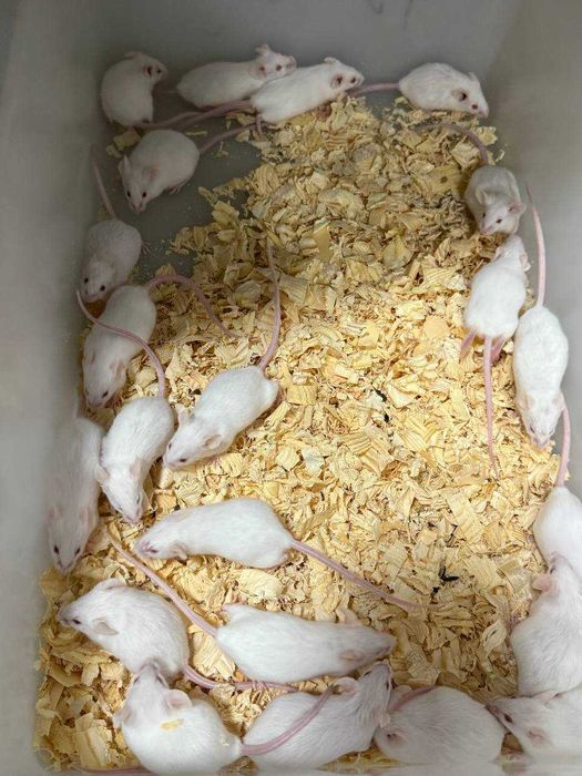 Лабаратория оқ сичқонлари ва оқ каламушлари