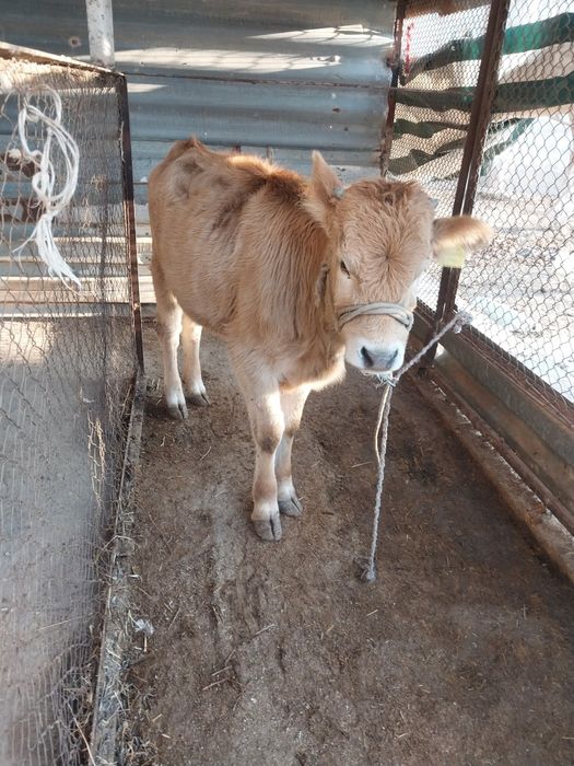 Бұзау сатылады порода швет