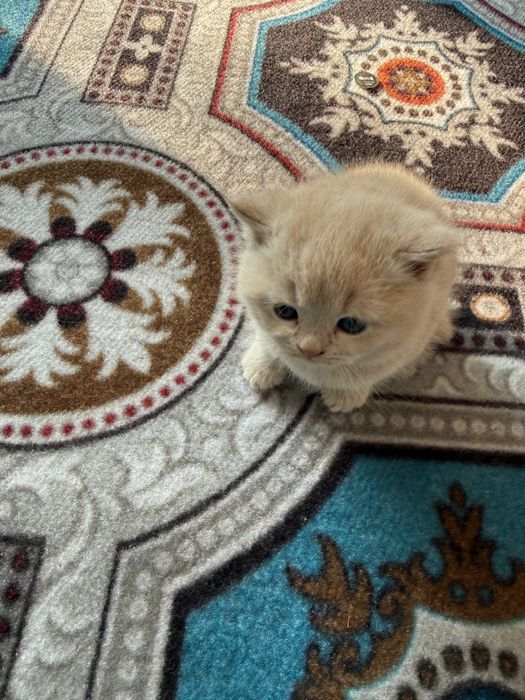 Котята скотиш фолд