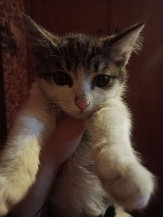 Отдам Котёнка в Хорошие руки