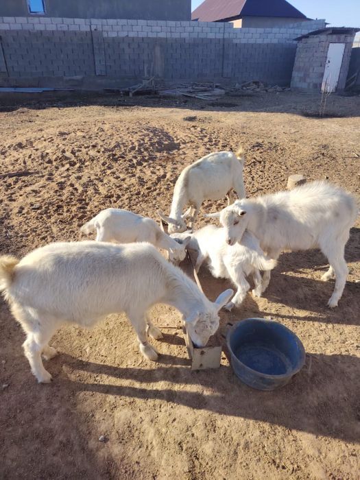 Заанен ешкілер сатылады