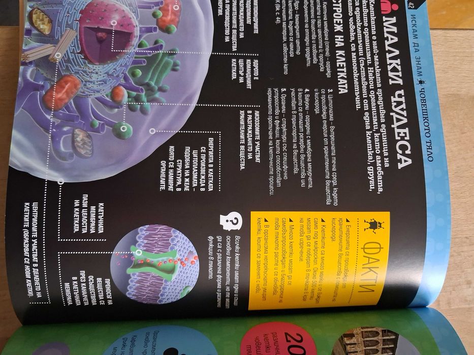 Детска енциклопедия за човешкото тяло