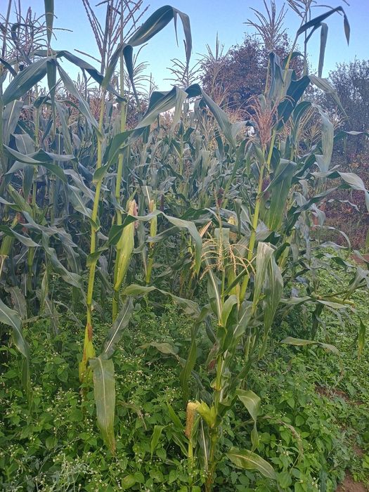 Продавам бяла царевица