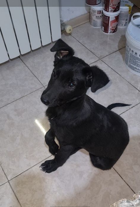 Блэк ищет дом. Доставлю!