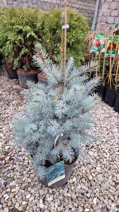 Leilandi chiparos arginti verzi spirale