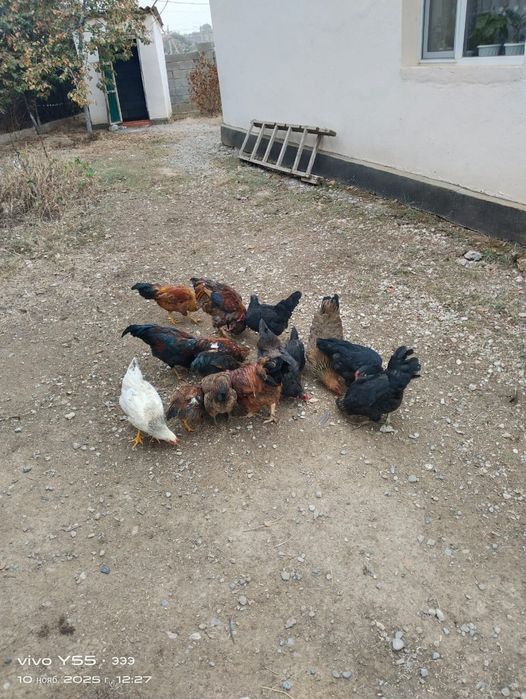 Домашний тауықтар