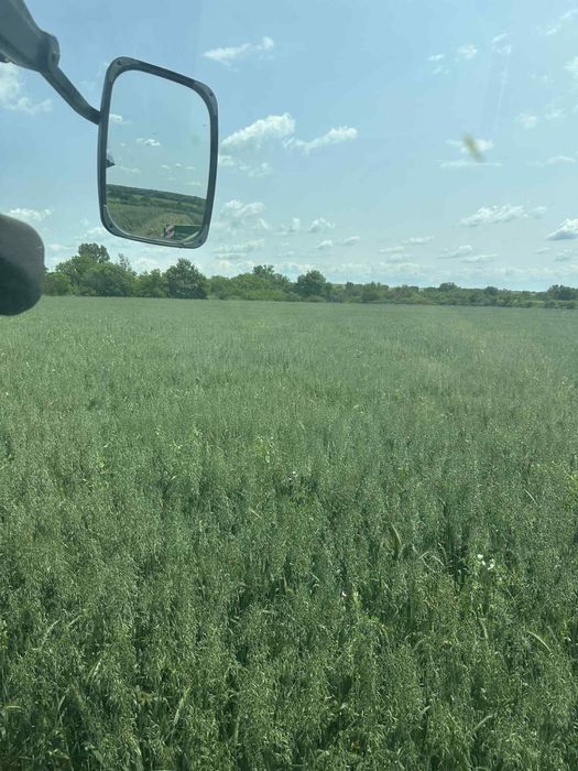 Бали сено и смеска