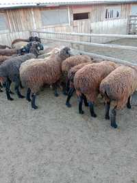 Бараны и овцы жирные курдючные в Наримановке
