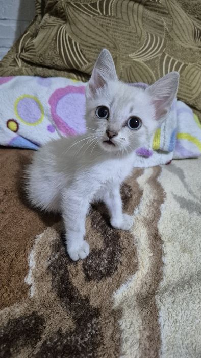 Отдам котят в хорошие руки