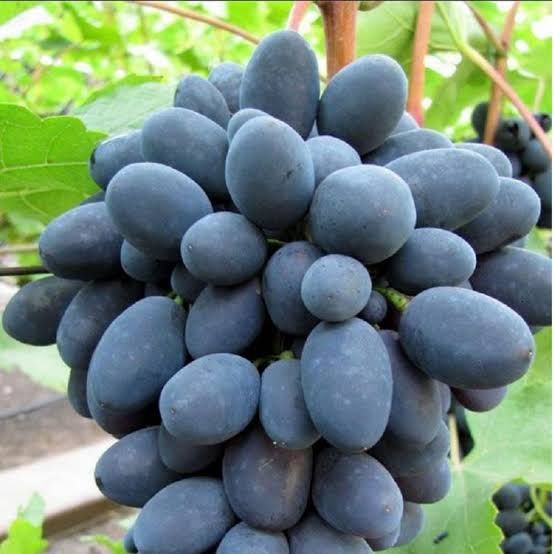 Vita de Vie (Soiuri De Masa Negru )