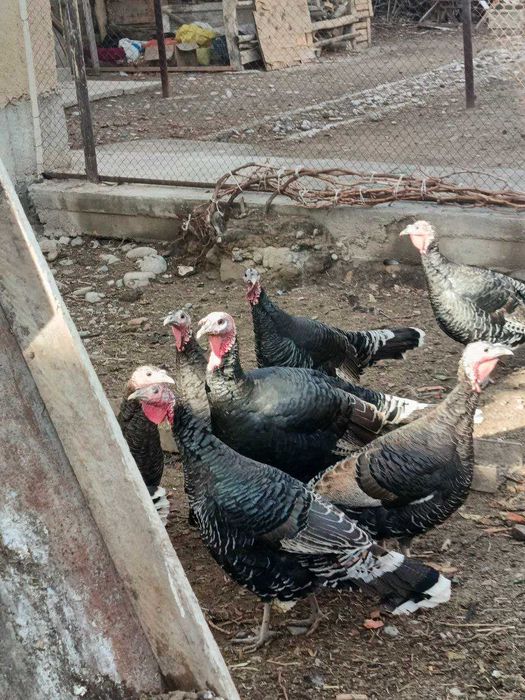 Эрта бахорги куркалар бор. живой вес 80 мингдан. 3 дона эркак 7 ургочи