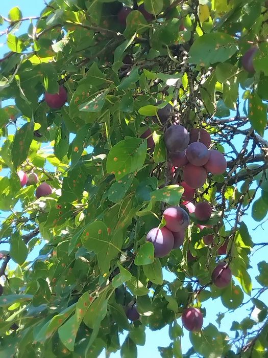 Vând prune văratice,dulci și zemoase,la Valea de Brazi ,Dodoconi