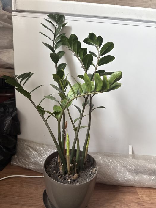 Продам большой замиокулькас(долларовое дерево)