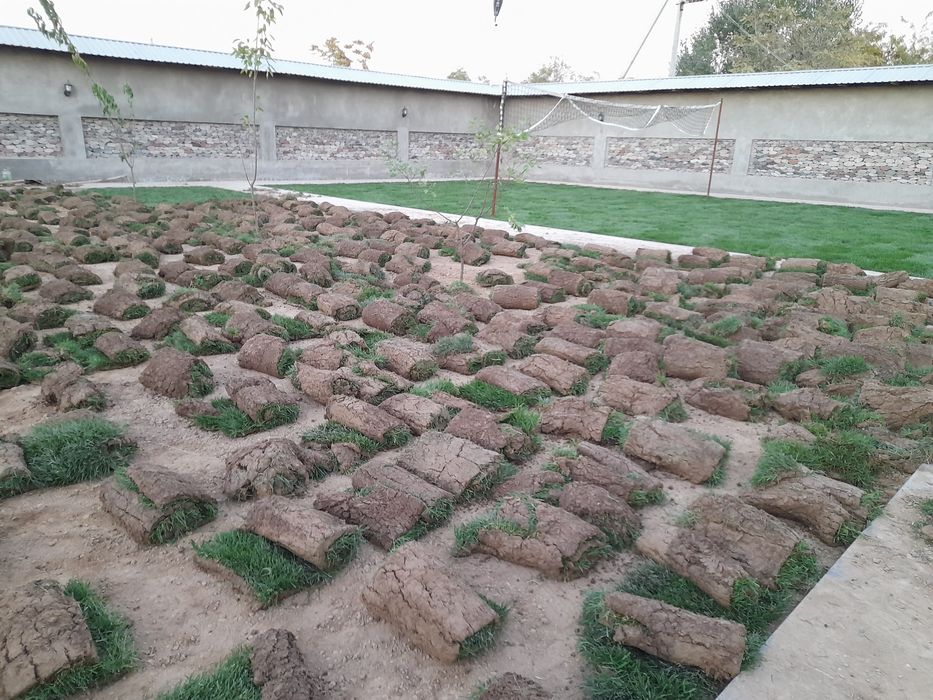 Gazon ekish lanshaft