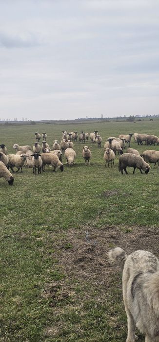 De vanzare oii Suffolk