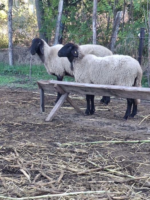 Vând  oi toate tinere și gestante