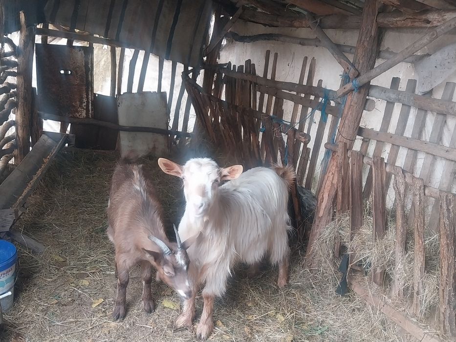 Vând două capre  detali în privat